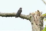 Common Cuckoo